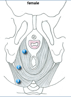 a perineumban lévő erekcióval